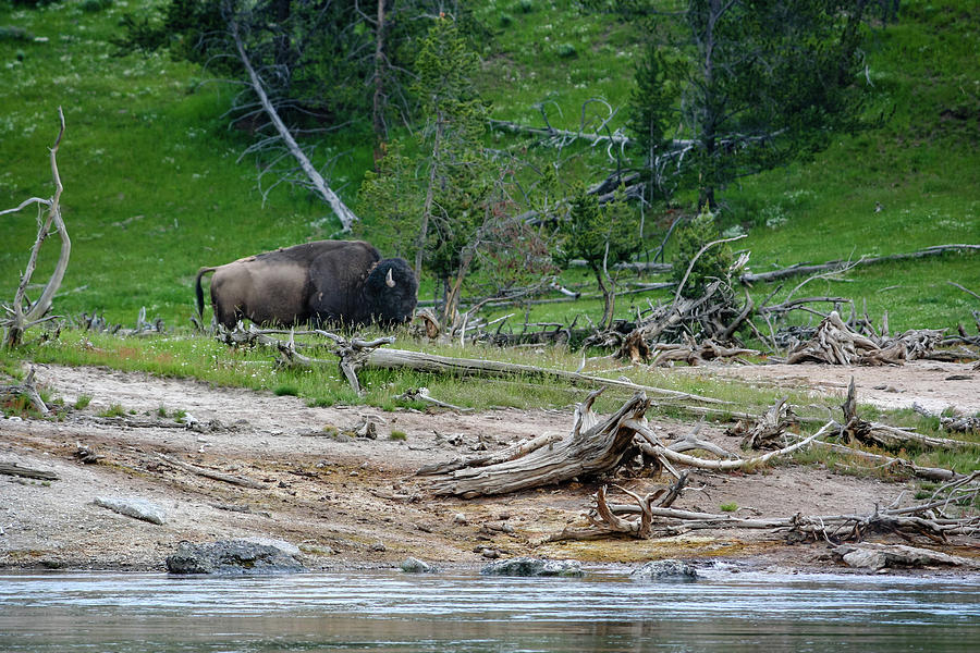 Bison by the Creek Photograph by Aashish Vaidya