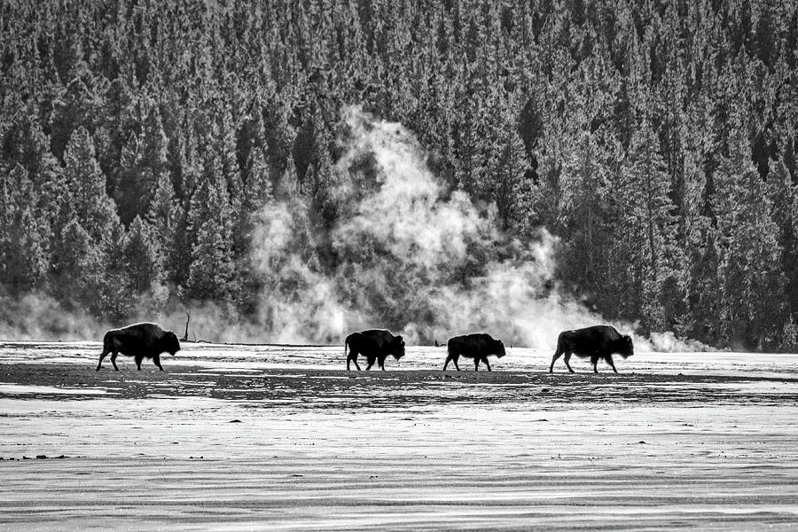Bison by the Thermal - Yellowstone Photograph by Stuart Litoff