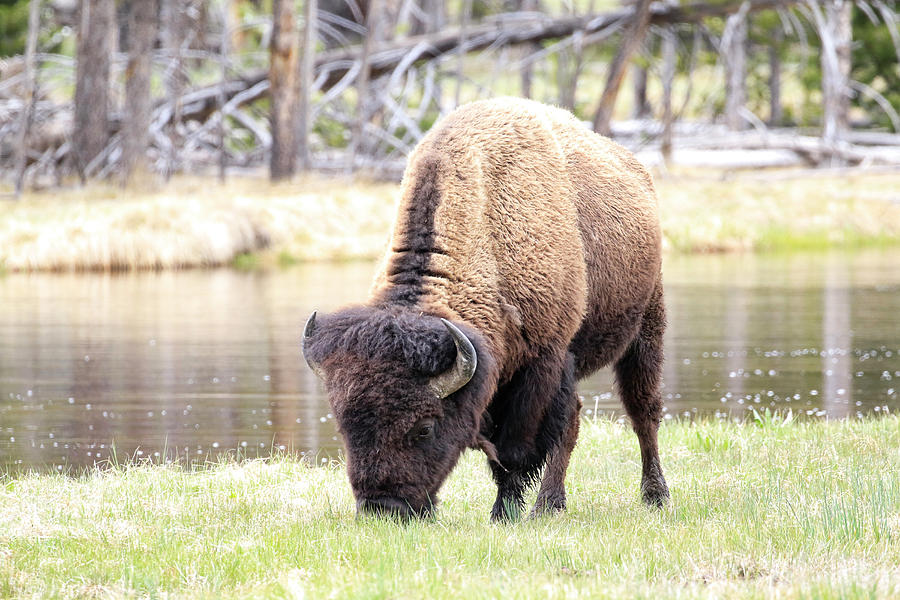 Bison By Water Photograph by Steve McKinzie
