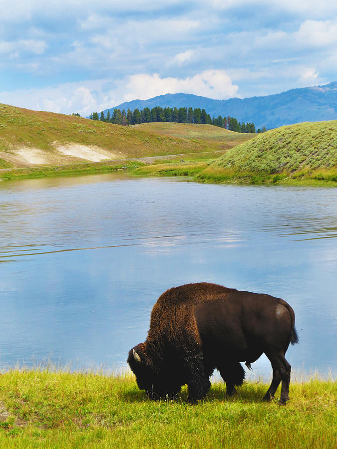 Bison By Yellowstone River Photograph by Craig Bohnert - Fine Art America