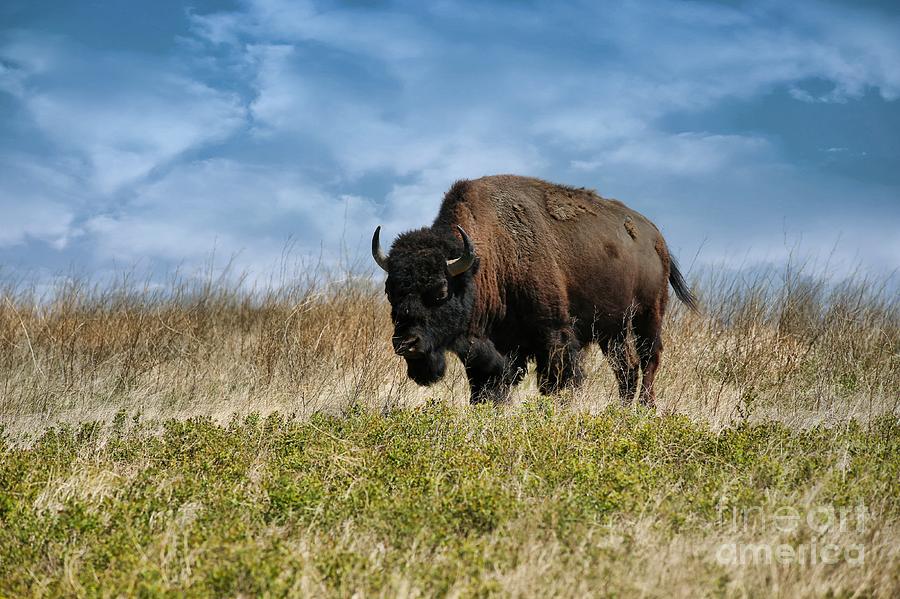 Bison Photograph - Bison by Byron Fair