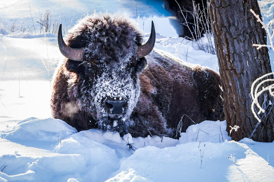 Bison At Frozen Dawn Photograph by Yeates Photography