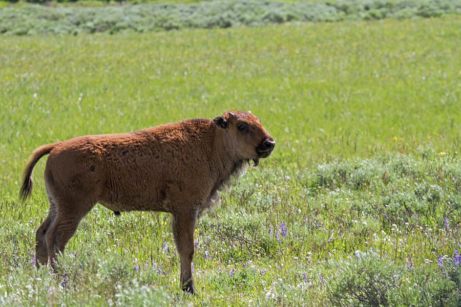Bison Calf Photograph by Brett Pelletier