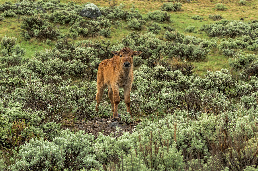 Bison Calf In Spring Rain Photograph by Yeates Photography