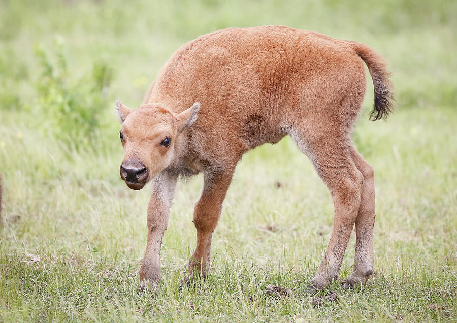 Bison Calf In The Spring Photograph by Athena Mckinzie