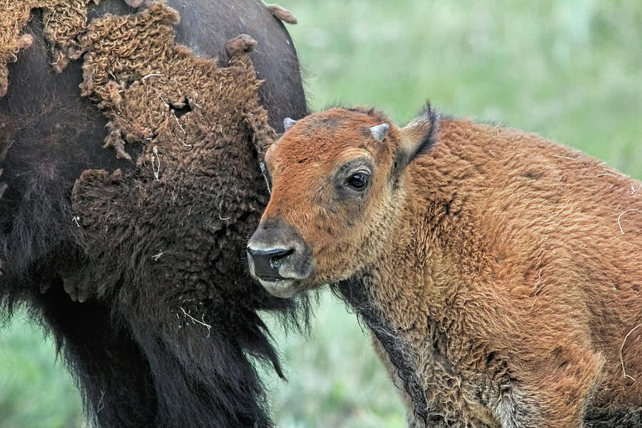 Bison Buffalo Calf Photograph by Jennie Marie Schell