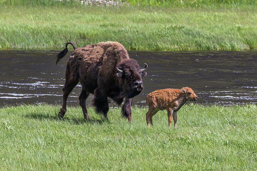 Bison Calf Reunited Photograph by Tony Hake