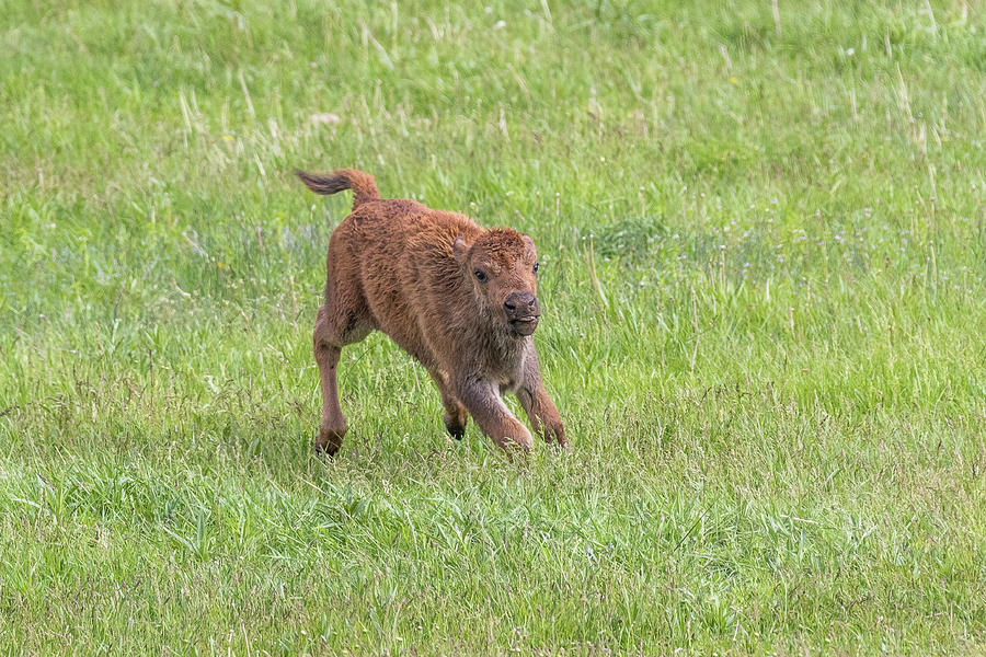 Bison Calf Runs Around Photograph by Tony Hake - Fine Art America