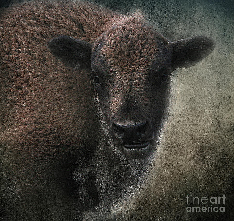 Bison Photograph - Bison Calf Staredown by Clare VanderVeen