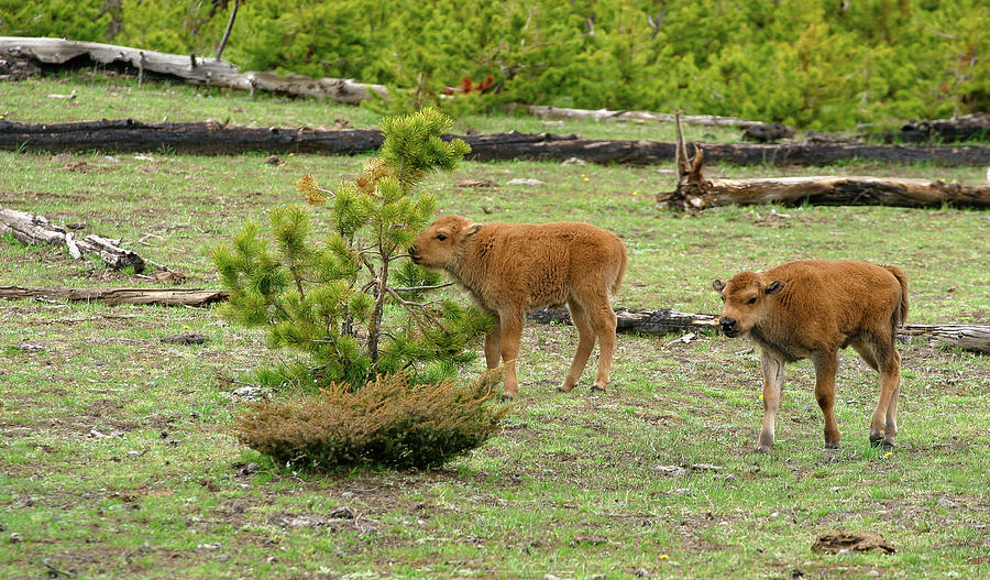 Bison Calves Photograph by Ronnie And Frances Howard