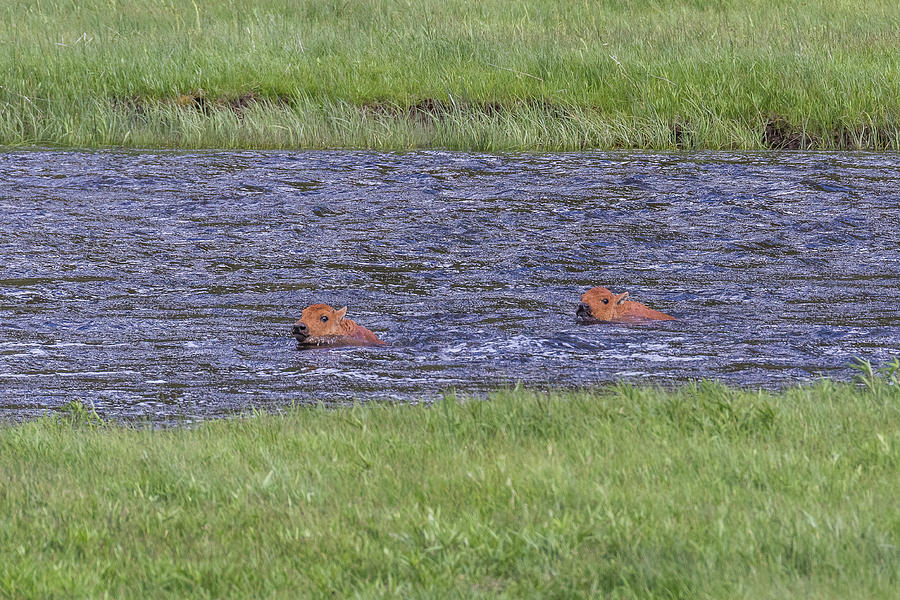 Bison Calves Swim For Their Lives Photograph by Tony Hake