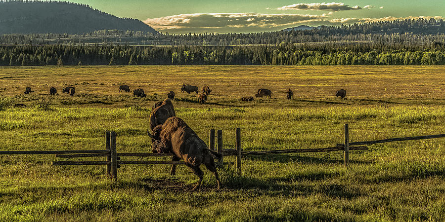 Bison Can Jump Fences Photograph by Yeates Photography