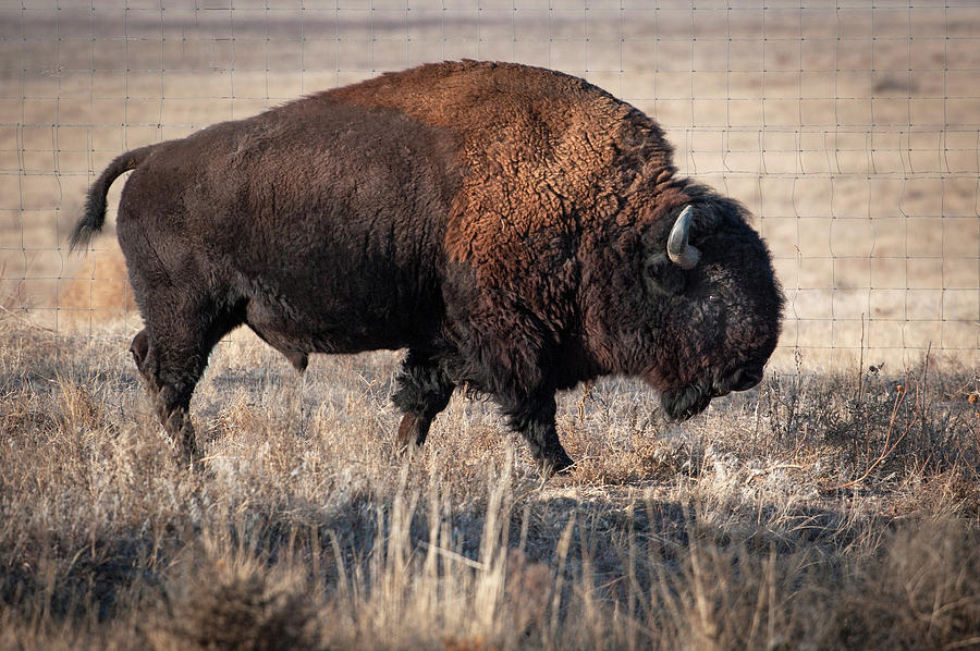 Bison Photograph by Catherine Lau