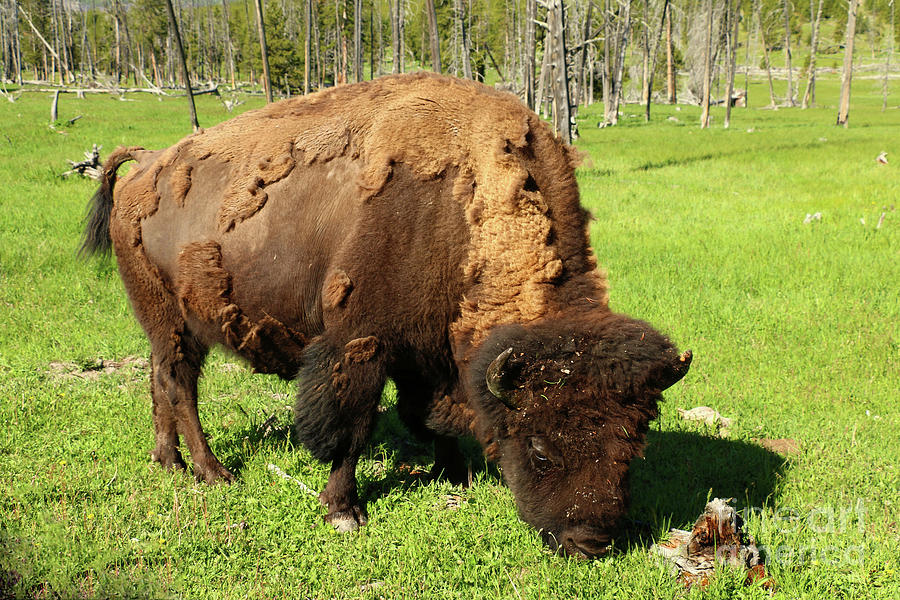 Bison Photograph by Christiane Schulze Art And Photography