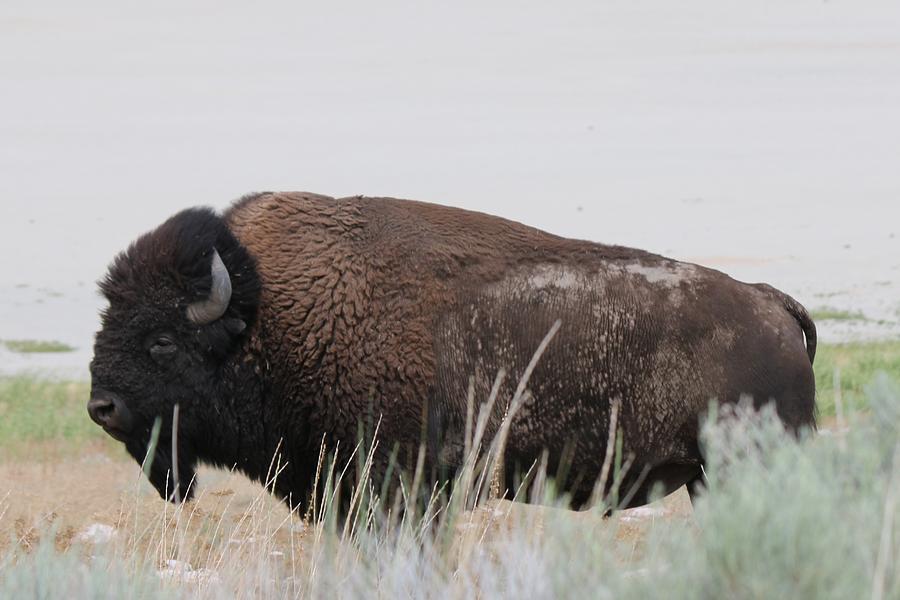 Bison  Photograph by Christy Pooschke