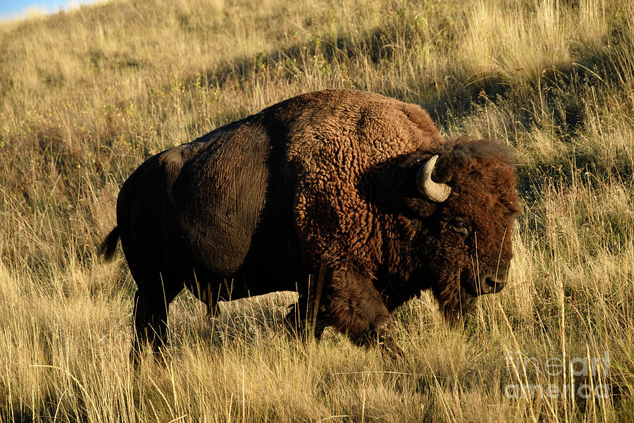Bison  Photograph by Cindy Murphy - NightVisions