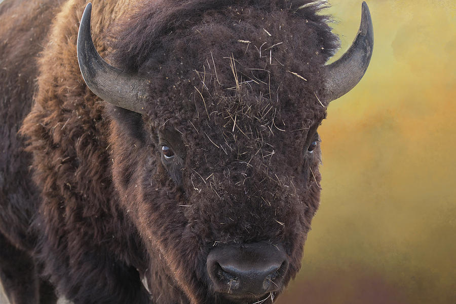 Bison close-up Photograph by Lowell Monke | Fine Art America