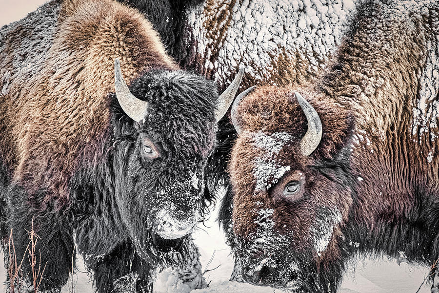 Bison Closeup - Yellowstone Photograph by Stuart Litoff