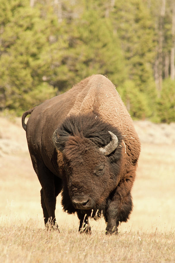 Bison Photograph by Corinna Stoeffl, Stoeffl Photography Bison Photograph by Corinna Stoeffl, Stoeffl Photography
