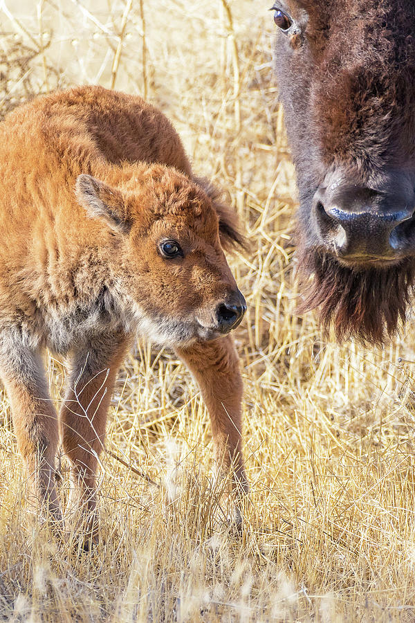 Bison Cow and Calf 2 Photograph by Mindy Musick King