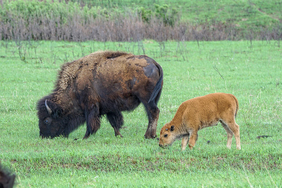 Bison Cow and Calf Photograph by Alan Hutchins