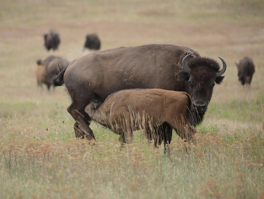 Bison- Cow and Calf Photograph by Whispering Peaks Photography
