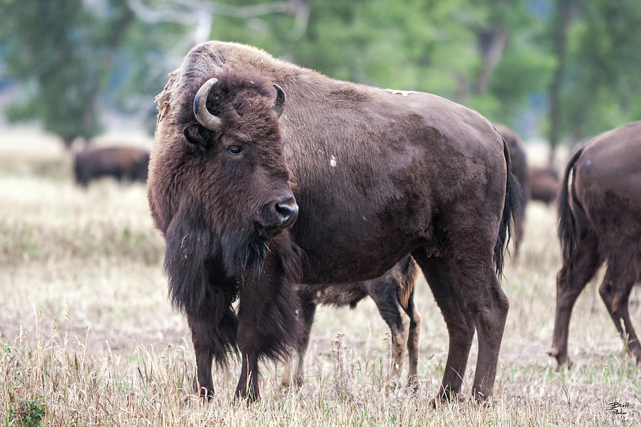 Bison Cow Photograph by Brett Pelletier