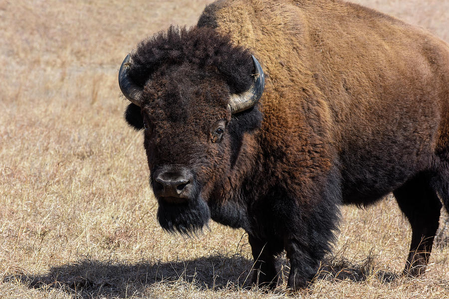 Bison Horizontal Photograph by David Drew