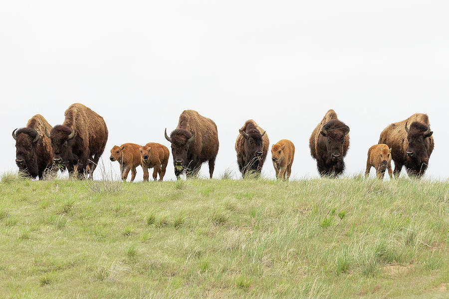 Bison Cows and Calves on a Hill Photograph by Tony Hake