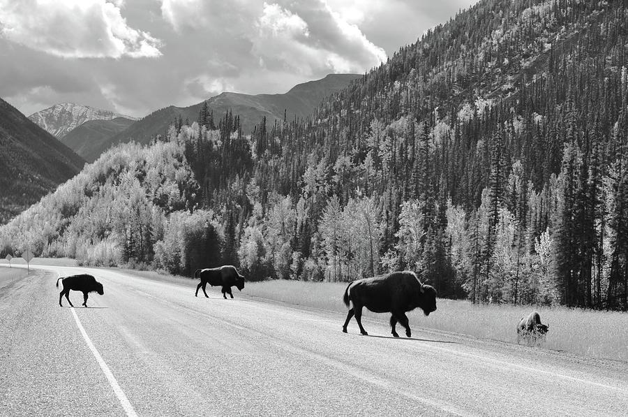 Bison Crossing Photograph by Joe Burns