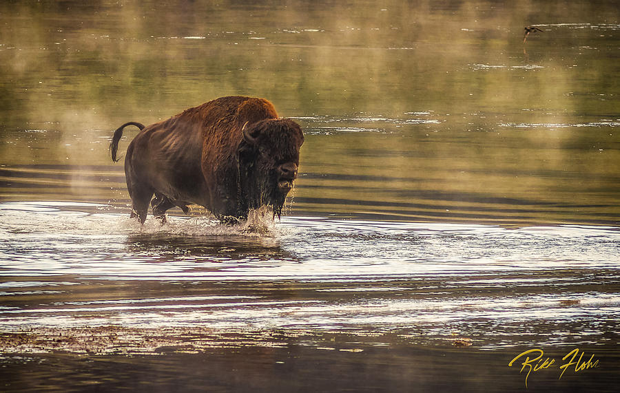 Bison Crossing Photograph by Rikk Flohr