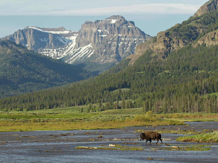 Bison Crossing Soda Butte Creek Photograph by Max Waugh