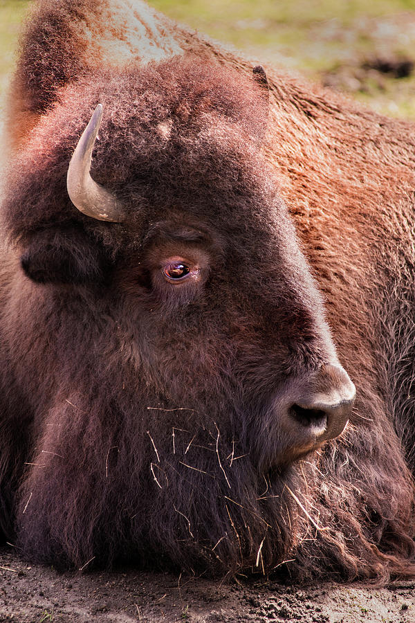 Bison Photograph by Don Johnson