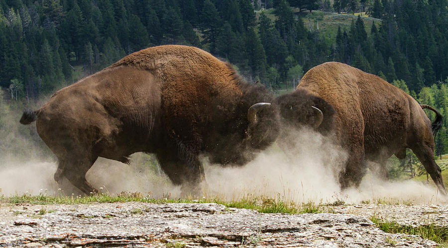 Bison Duel Photograph by Mark Miller