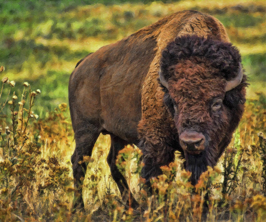 Bison-DWP526805 Painting by Dean Wittle