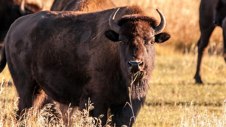 Bison Eating Photograph by William Krumpelman - Fine Art America