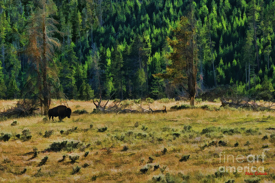 Bison Evening Photograph by Blake Richards