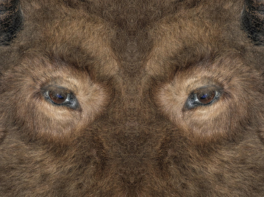 Bison Photograph - Bison Eyes by David Kehrli