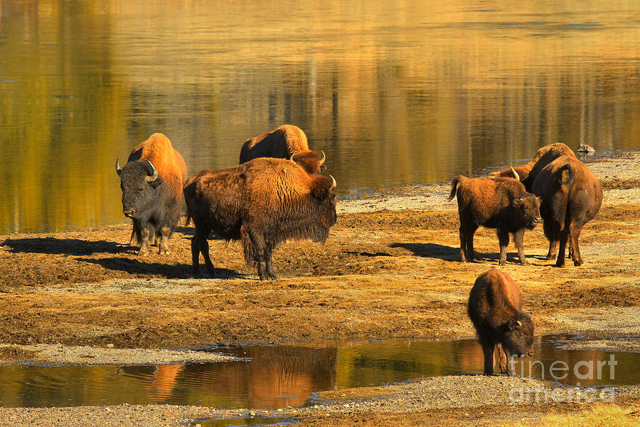 Bison Family Crossing Photograph by Adam Jewell
