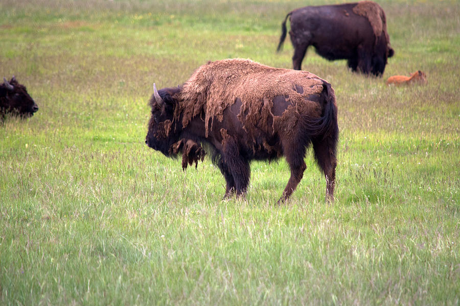 Bison Family Photograph