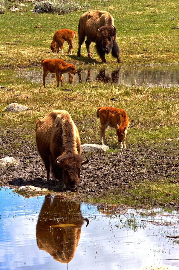 Bison Family Reflections Photograph by Adam Jewell