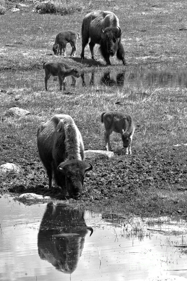 Bison Family Reflections Black And White Photograph by Adam Jewell
