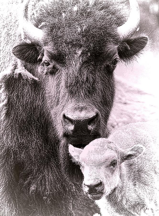 Bison Photograph - Bison Family by Steve McKinzie