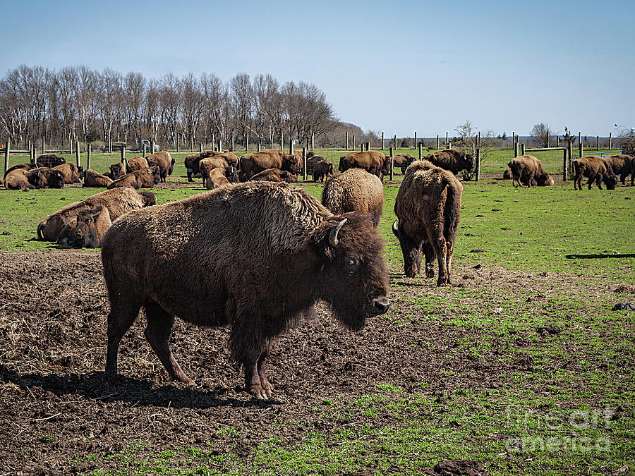 Bison Farm Photograph by Ann Jacobson