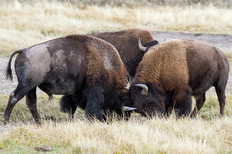 Bison Fight Photograph by Wesley Aston