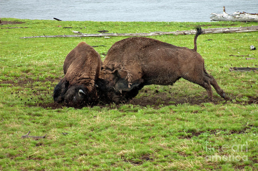 Bison fighting Photograph by Cindy Murphy - NightVisions
