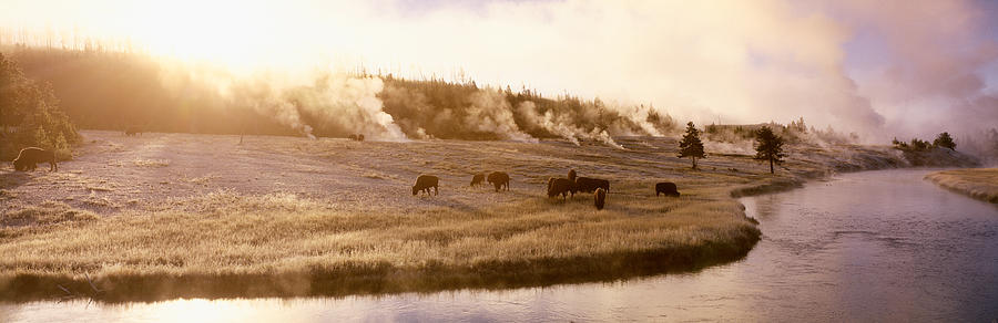 Bison Firehole River Yellowstone Photograph by Panoramic Images