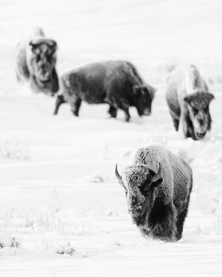 Bison Follow the Leader Photograph by Max Waugh