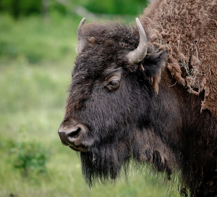 Bison Grasslands Photograph by Athena Mckinzie