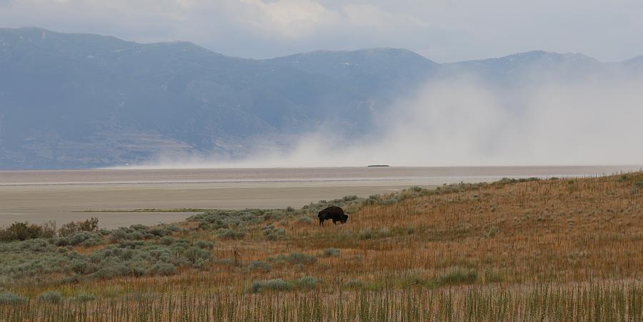 Bison Grazing at Salt Lake Photograph by Christy Pooschke